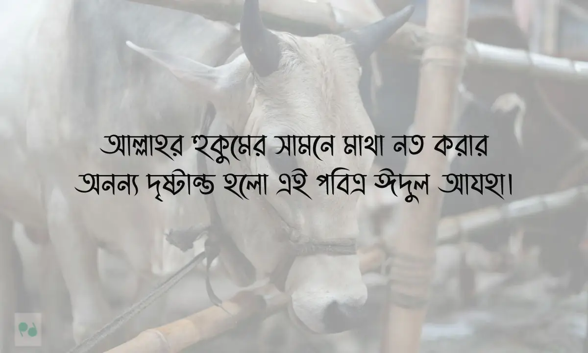 সেরা কোরবানির ঈদের নতুন ক্যাপশন