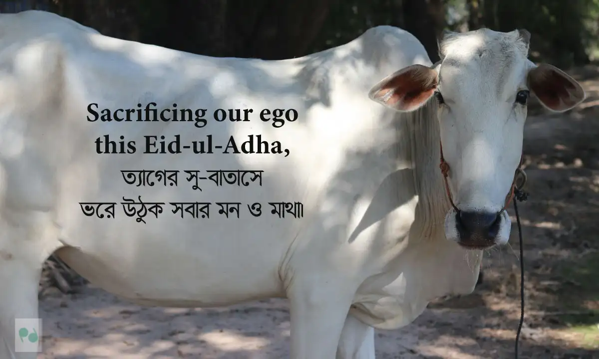 কোরবানির ঈদের নতুন ক্যাপশন সেরা কালেকশন